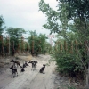 Wilde Hunde im Savuti